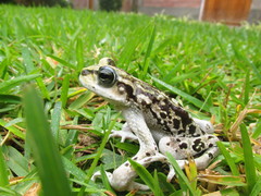 Rhinella limensis