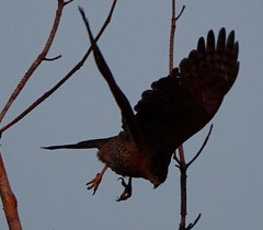 Accipiter cooperii