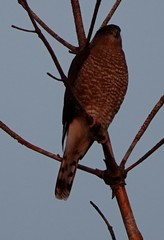 Accipiter cooperii