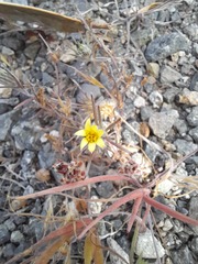 Chaetanthera moenchioides