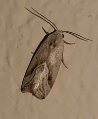 Micrathetis