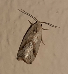 Micrathetis