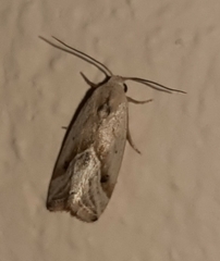 Micrathetis