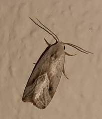 Micrathetis