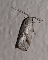 Micrathetis