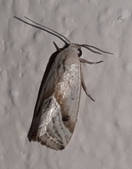 Micrathetis