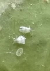 Trialeurodes abutiloneus