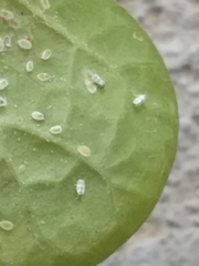 Trialeurodes abutiloneus