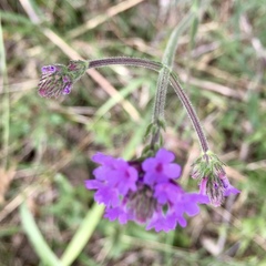 Verbena intermedia