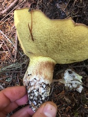 Suillus punctatipes
