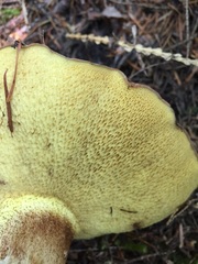 Suillus punctatipes