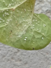 Trialeurodes abutiloneus