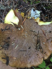 Suillus punctatipes