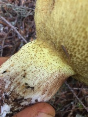 Suillus punctatipes