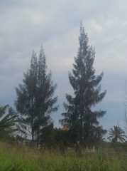 Casuarina equisetifolia