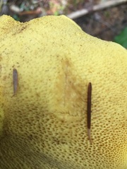 Suillus punctatipes