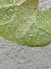 Trialeurodes abutiloneus