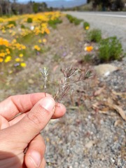 Chaetanthera moenchioides