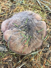 Hydnellum fuscoindicum