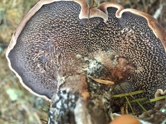 Hydnellum fuscoindicum