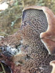 Hydnellum fuscoindicum