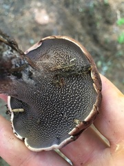 Hydnellum fuscoindicum