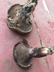 Hydnellum fuscoindicum