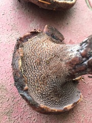 Hydnellum fuscoindicum