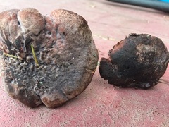 Hydnellum fuscoindicum