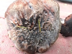 Hydnellum fuscoindicum