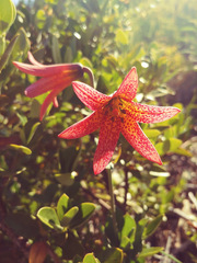 Lilium bolanderi