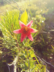 Lilium bolanderi