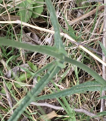 Verbena intermedia