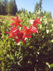 Lilium bolanderi