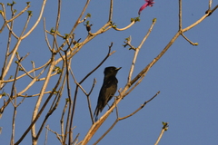 Knipolegus nigerrimus