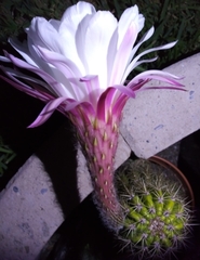 Trichocereus rowleyi