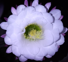 Trichocereus rowleyi