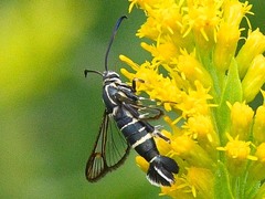 Carmenta phoradendri