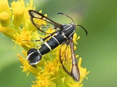 Carmenta phoradendri