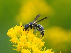 Euodynerus barberi