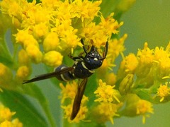 Euodynerus barberi
