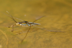 Limnogonus fossarum gilguy