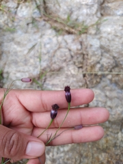 Porophyllum linaria