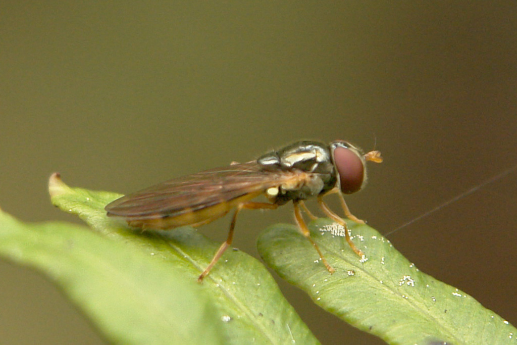 Melanostoma apicale