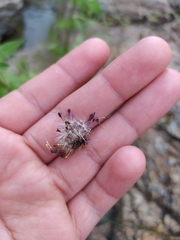 Porophyllum linaria