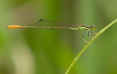 Agriocnemis exsudans