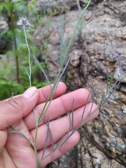 Porophyllum linaria