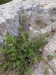 Porophyllum linaria