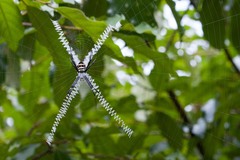 Argiope caledonia