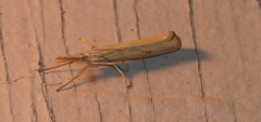 Agriphila attenuatus
